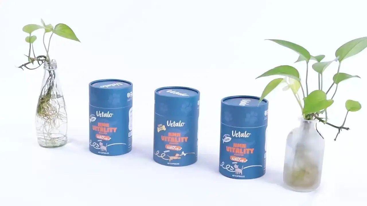 Heißer Verkauf Zylinder Papppapier Rohr Lebensmittelqualität Luftdichte Hafer Frühstück Nüsse Verpackung Rohr mit klarem PVC-Fenster 1